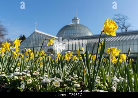 Schottland, Großbritannien. 31. März 2019. Am ersten Tag der Britische Sommerzeit scheint die Sonne am Glasgow Botanic Gardens Credit: Rich Dyson/Alamy leben Nachrichten Stockfoto