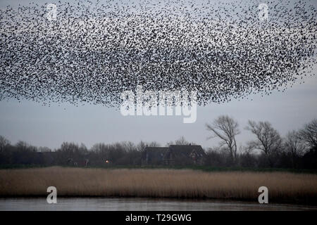 28. März 2019, Schleswig-Holstein, Aventoft/Højer: Tausende Stare fliegen in einem Schwarm über die Wiesen am Ruttebüller See in der deutsch-dänischen Grenzregion. Jedes Jahr, riesige Schwärme von Staren im Frühjahr und im Herbst ziehen viele Touristen in die Region an der Nordsee. Foto: Carsten Rehder/dpa Stockfoto