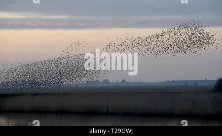 28. März 2019, Schleswig-Holstein, Aventoft/Højer: Tausende Stare fliegen in einem Schwarm über die Wiesen am Ruttebüller See in der deutsch-dänischen Grenzregion. Jedes Jahr, riesige Schwärme von Staren im Frühjahr und im Herbst ziehen viele Touristen in die Region an der Nordsee. Foto: Carsten Rehder/dpa Stockfoto