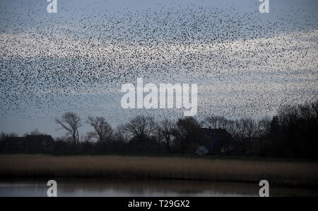 28. März 2019, Schleswig-Holstein, Aventoft/Højer: Tausende Stare fliegen in einem Schwarm über die Wiesen am Ruttebüller See in der deutsch-dänischen Grenzregion. Jedes Jahr, riesige Schwärme von Staren im Frühjahr und im Herbst ziehen viele Touristen in die Region an der Nordsee. Foto: Carsten Rehder/dpa Stockfoto