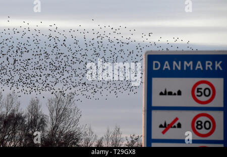 28. März 2019, Schleswig-Holstein, Aventoft/Højer: Tausende Stare fliegen in einem Schwarm über die Wiesen am Ruttebüller See in der deutsch-dänischen Grenzregion. Jedes Jahr, riesige Schwärme von Staren im Frühjahr und im Herbst ziehen viele Touristen in die Region an der Nordsee. Foto: Carsten Rehder/dpa Stockfoto