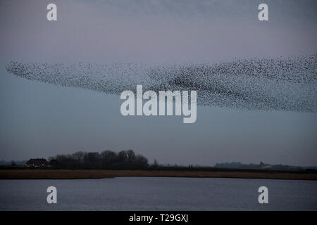 28. März 2019, Schleswig-Holstein, Aventoft/Højer: Tausende Stare fliegen in einem Schwarm über die Wiesen am Ruttebüller See in der deutsch-dänischen Grenzregion. Jedes Jahr, riesige Schwärme von Staren im Frühjahr und im Herbst ziehen viele Touristen in die Region an der Nordsee. Foto: Carsten Rehder/dpa Stockfoto