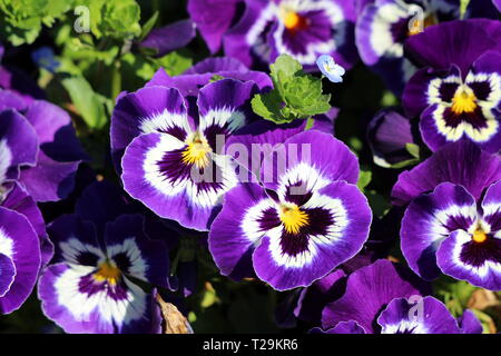 Dunkles Purpur mit weißen und gelben Center wilde Stiefmütterchen oder Viola tricolor oder Johnny jump up oder Heartsease oder Herzen lindern oder Herzen Freude Stockfoto