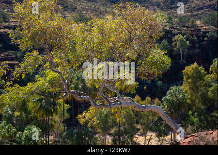 Ghost gum in das Palm Valley, Northern Territory, Australien Stockfoto