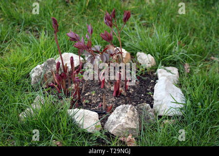 Pfingstrose Pfingstrose oder blühende Pflanze mit frischen Dunkelrot tief gelappten Blätter in den Garten gepflanzt und mit dekorativen Steinen und ungeschnittenem Gras umgeben Stockfoto