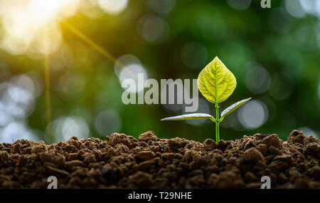 Entwicklung von sämlingwachstum Einpflanzen Sämlinge junge Pflanze im Morgenlicht auf Natur Hintergrund Stockfoto