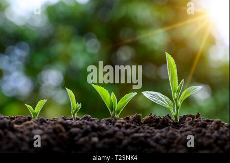 Entwicklung von sämlingwachstum Einpflanzen Sämlinge junge Pflanze im Morgenlicht auf Natur Hintergrund Stockfoto