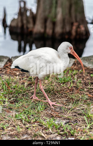 White Ibis Eudocimus Albus, Lake Eola Park, Downtown Orlando, Florida, USA. Stockfoto