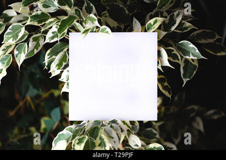 Platz papper auf dem Hintergrund der grüne Blätter von tropischen Pflanzen. Textrahmen. Konzept der eine Postkarte zum Thema Natur und Umwelt Stockfoto