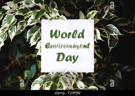 Platz papper mit World Environment Day text auf grüne Pflanze Blätter Hintergrund. Concept Card zum Thema Natur und Flora Stockfoto