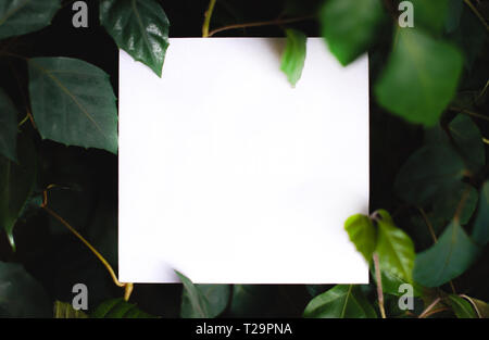 Platz papper auf dem Hintergrund der grüne Blätter von tropischen Pflanzen. Textrahmen. Konzept der eine Postkarte zum Thema Natur und Umwelt Stockfoto
