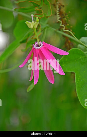 Nahaufnahme von Passiflora Nigradenia in einem Garten conservantory Stockfoto