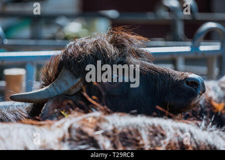 Nahaufnahme der Wasserbüffel an einem Bauernhof in Marbach, Schweiz Stockfoto