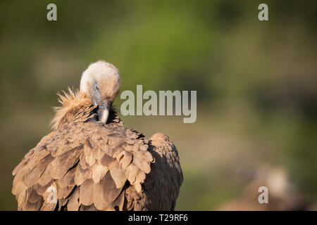 Gänsegeier (abgeschottet Fulvus) Federn putzen. Provinz Lleida. Katalonien. Spanien. Stockfoto