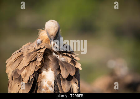 Gänsegeier (abgeschottet Fulvus) Federn putzen. Provinz Lleida. Katalonien. Spanien. Stockfoto