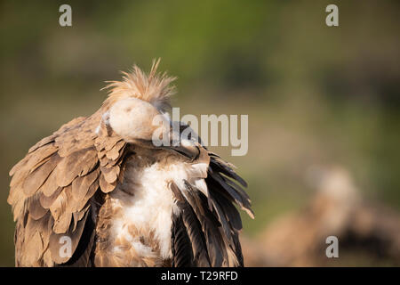 Gänsegeier (abgeschottet Fulvus) Federn putzen. Provinz Lleida. Katalonien. Spanien. Stockfoto