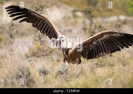 Gänsegeier (Tylose in Fulvus) Flügel aus. Lleida Province. Katalonien. Spanien. Stockfoto