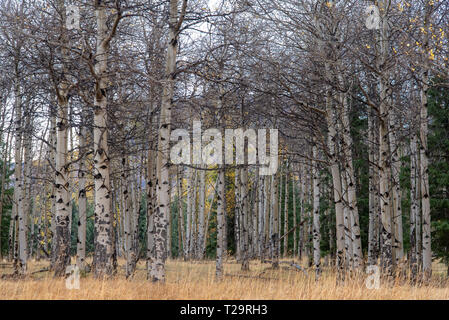 Beben Espen (Populus tremuloides) Gelb im Herbst im hohen Land von Wyoming Stockfoto