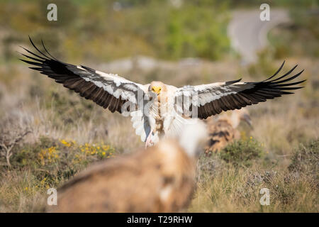 Schmutzgeier (Neophron percnopterus) Landung auf dem Boden. Pre-Pyrenees. Lleida Province. Katalonien. Spanien. Gefährdete Arten. Stockfoto