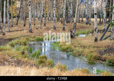 Beben Espen (Populus tremuloides) Gelb im Herbst im hohen Land von Wyoming Stockfoto