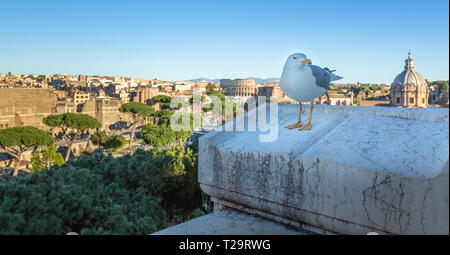 Möwe gegen malerischen Blick auf Rom, Kolosseum und Forum Romanum. Stockfoto