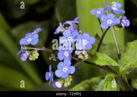 Brunnera Macrophylla 'Jack Frost' Stockfoto