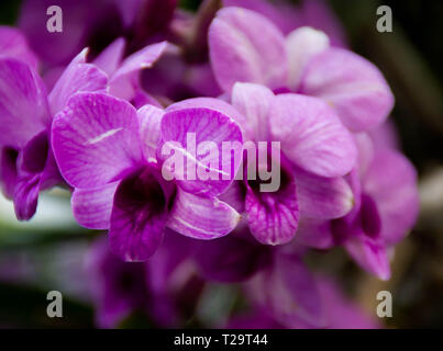 Die tiefe rosa Orchidee Stockfoto