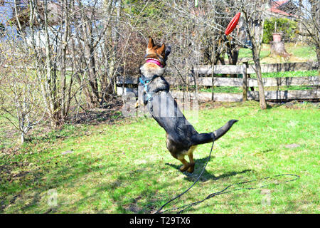 Deutscher Schäferhund Hund beim Spielen im Garten. Stockfoto