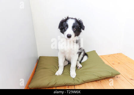 Lustige Portrait von niedlichen smilling Welpe Hund Border Collie indoor. Neue schöne Mitglied der Familie kleiner Hund zu Hause gucken und warten auf Lohn. Pet care Stockfoto