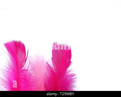Rosa Federn auf weißem Hintergrund. Ostern Konzept. Stockfoto
