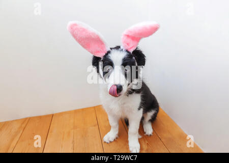 Lustig Hund tragen Osterhase Kostüm und festliche Korb mit ...