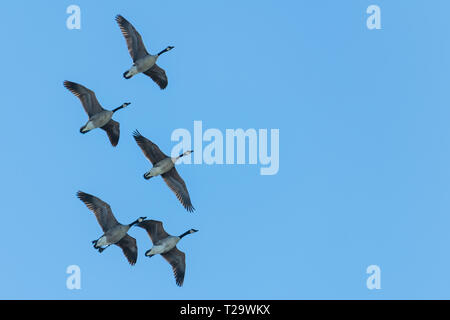 Eine kleine Menge der kanadischen Gänse wie in einem Overhead Migration Flucht gesehen. Stockfoto