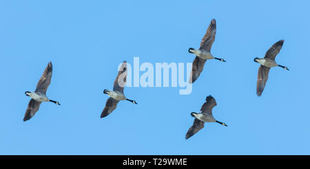 Eine kleine Menge der kanadischen Gänse wie in einem Overhead Migration Flucht gesehen. Stockfoto