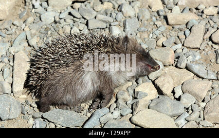 Toten Igel auf der Straße Stockfoto