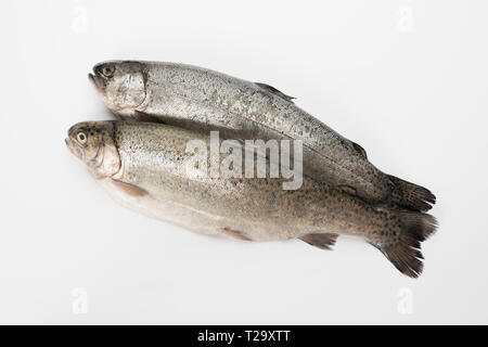 Regenbogenforelle ausgeweidet. Geschälte Fisch auf einem weißen Hintergrund Stockfoto