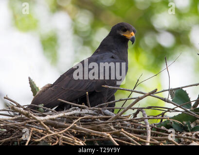 Gemeinsame Black Hawk in Costa Rica Stockfoto