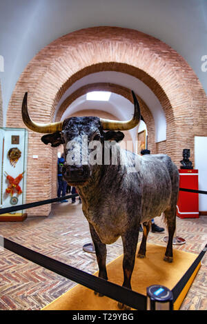 Arènes de la Maestranza de Sevilla, Andalousie, Espagne/Arenen der Maestranza in Sevilla, Andalusien, Spanien Stockfoto