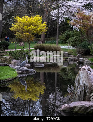 London, Vereinigtes Königreich: heron in Kyoto japanischer Garten, Holland Park. Stockfoto