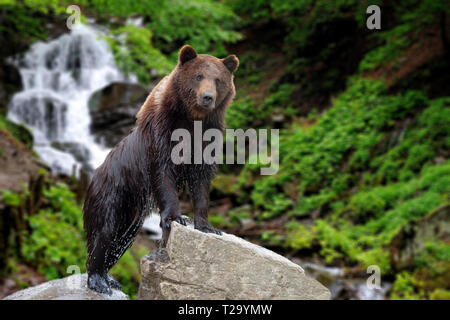 Großer brauner Bär stehend auf Stein auf Wald Wasserfall Hintergrund Stockfoto