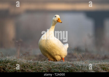 Weiße Ente auf nassem Gras Animal Farm am Ufer des Flusses Stockfoto