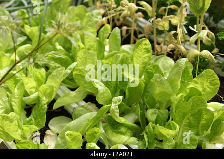 Selbst angebauten Salat im Gewächshaus Stockfoto