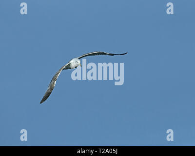 Kaspischen Möwe im Flug Stockfoto