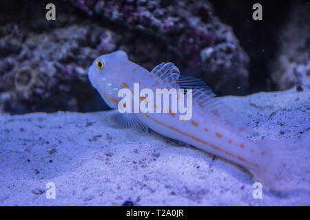 Valenciennea puellaris Stockfoto