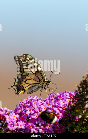 Swallowtail (Zygaena Filipendulae) sitzen auf der Blume von einem Schmetterling Bush im Sommer. Stockfoto