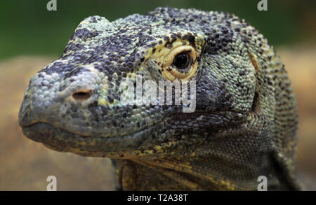 Nahaufnahme eines Komodo Waran (Varanus komodoensis) Stockfoto