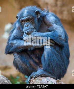 Nahaufnahme eines alten Schimpansen Stockfoto