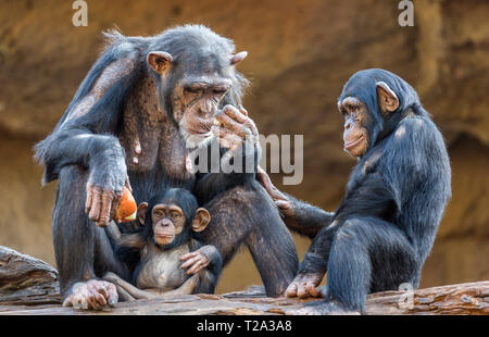 Nahaufnahme eines Schimpansen-Familie (Mutter und ihre zwei Kinder). Stockfoto