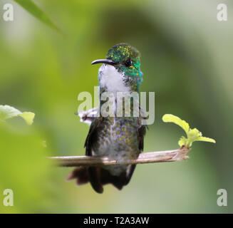 Vorderansicht eines White-chested Emerald (Amazilia brevirostris) - Asa Wright Nature Center, Trinidad Stockfoto