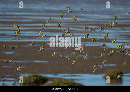 Eine Herde oder Charme der Goldfinches, Carduelis carduelis, im Winter, fliegen über Morecambe Bay, Lancashire, Großbritannien Stockfoto