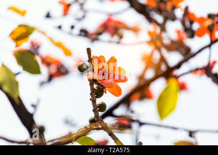 Kapok in voller Blüte Stockfoto